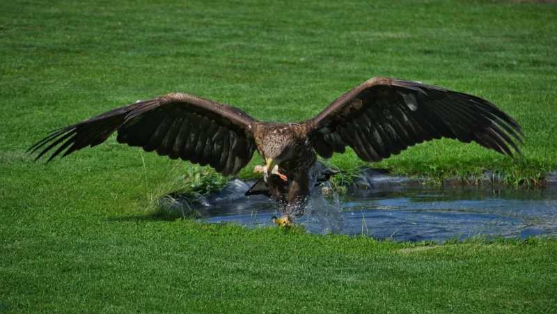 Ein Adler beim Fischfang