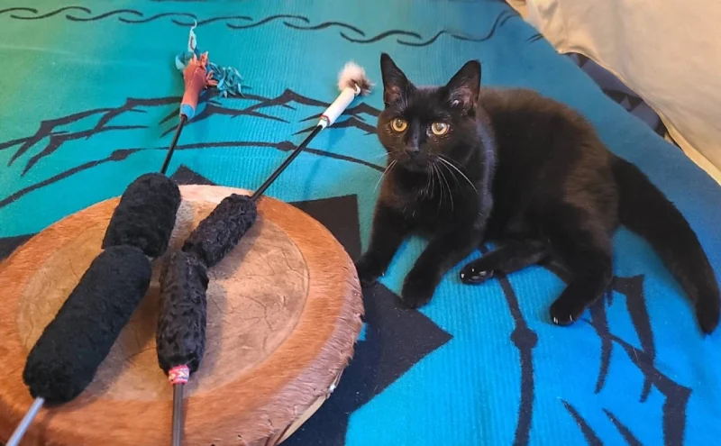 Drachenreiter Trommel mit Katze daneben auf der Medizindecke